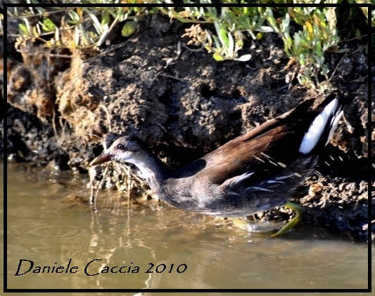 juv di Gallinella d''acqua.